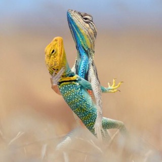 Telegram profile photo for Хастл