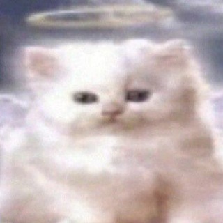 Telegram profile photo for SOOPETZ (16+)