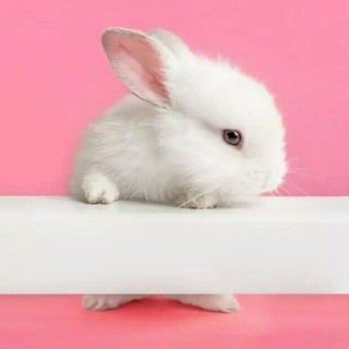 Telegram profile photo for руня