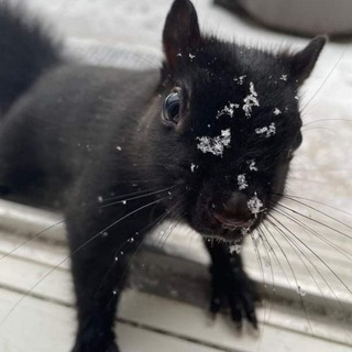 Telegram profile photo for Ловить белочку проницательно 🤲🤑