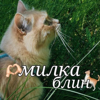 Telegram profile photo for Миᴧᴋᴀ бᴧин