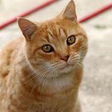 Telegram profile photo for 徐老猫A-ART