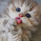 Telegram profile photo for Канал котиков