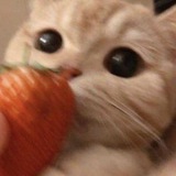 Telegram profile photo for 草莓🍓²