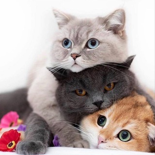 Telegram profile photo for Только кошки Узбекистан🐱