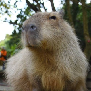 Telegram profile photo for The Capybara Daily