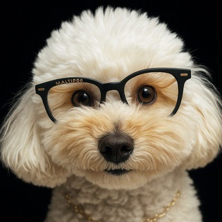 Telegram profile photo for MALTIPOO CHAT № 1 | Мальтипу чат | Сообщество мальтипу