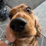 Telegram profile photo for Joy Token
