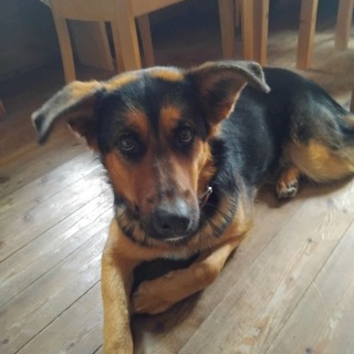 Telegram profile photo for VEGAN macht FREI