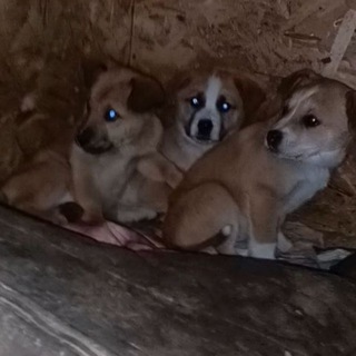 Telegram profile photo for 🆘️Замерзает мама и 7 щенков в снт