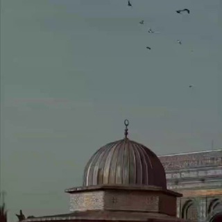 Telegram profile photo for نـــبض 🇵🇸فــلــسـطـيـن