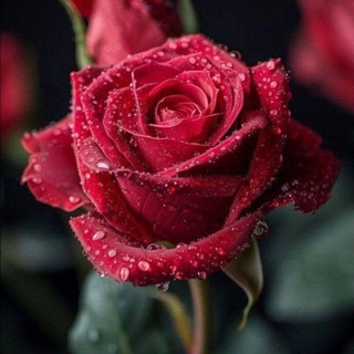 Telegram profile photo for 🥀Sevgi yuq🥀💔💔💔