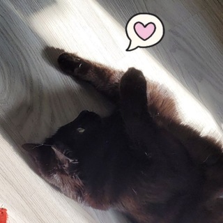 Telegram profile photo for Мурзик