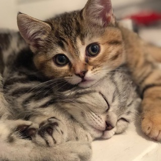 Telegram profile photo for Батон и Булочка