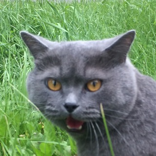 Telegram profile photo for Memezes