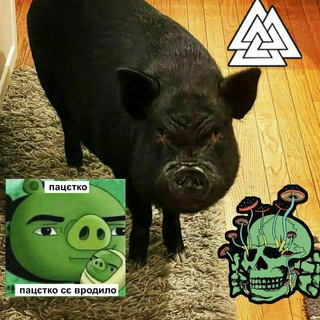 Telegram profile photo for Нахрюк в инфре/boar division