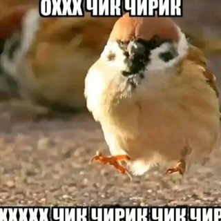 Telegram profile photo for Гениальное км соланикса