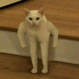 Telegram profile photo for Stronk Cat|SOLANA