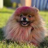 Telegram profile photo for GERMAN.SPITZ