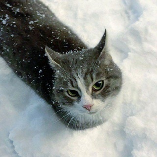 Telegram profile photo for Хата квинтекса