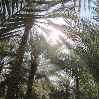 Telegram profile photo for خيرٌ دائم