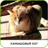 Telegram profile photo for Marik kamarik 13