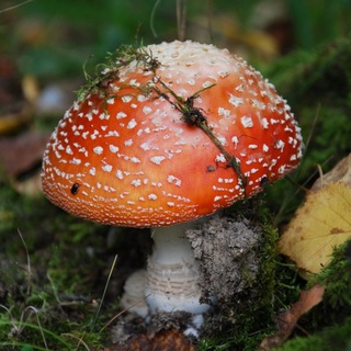 Telegram profile photo for ⸙ Easteuropa | History, Folklore & Nature 𖠰 🍄