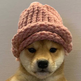 Telegram group profile photo for WIF - #Secondchance