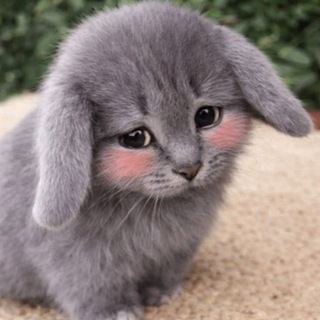 Telegram profile photo for ᥱρᥱᥴь ๋࣭ | поиск мью