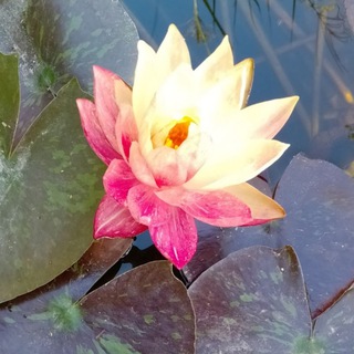 Telegram profile photo for Сад🌿Пруд🌿Цветы🌿🌹Уход и Идеи для Вашего Участка