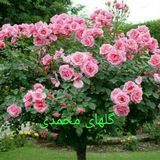 Telegram profile photo for گلهای محمدی