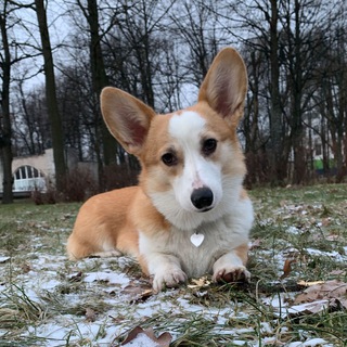 Telegram profile photo for Корги и USMLE - отзывы