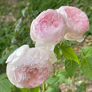 Telegram profile photo for الباقيات الصالحات