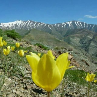 Telegram profile photo for 🌷خبرنامه جامع دروان🌷