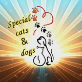 Telegram profile photo for ОСОБЕННЫЕ КОШКИ И СОБАКИ