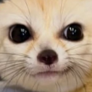 Telegram profile photo for ONLYFENS