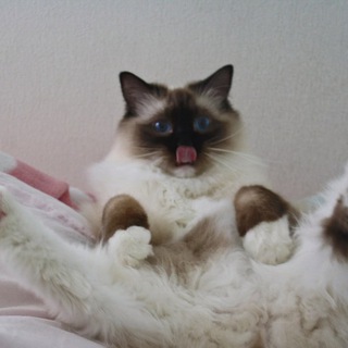 Telegram group profile photo for Русскiе коты обсуждения