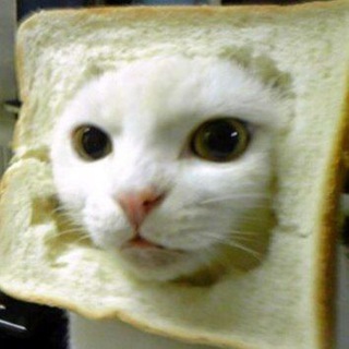 Telegram profile photo for $INBRED CAT #CTO