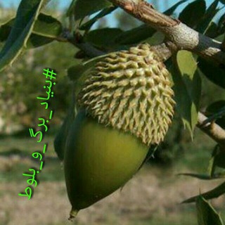 Telegram profile photo for بنیاد برگ و بلوط