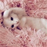 Telegram profile photo for 𝐭𝐮𝐫𝐥𝐞𝐯𝐢 ༅ || переходник