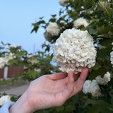 Telegram profile photo for ✨🌸Я, книжный цветочек ✨🌸