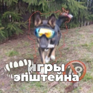 Telegram profile photo for Sport Frisbee Dog