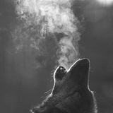 Telegram profile photo for BASED WOLF NEWS 🐺