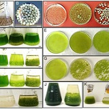 Telegram profile photo for Microbiology🇸ervices