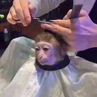 Telegram profile photo for где арахисы, там и зима