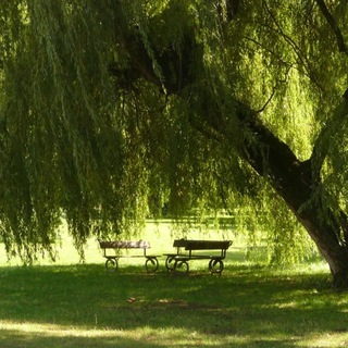 Telegram profile photo for the weeping willow.