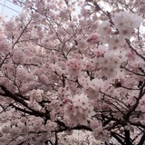 Telegram profile photo for Sakura brand