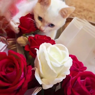 Telegram profile photo for قناة ّᯓ🦋 حكمـــᬼ👑الملوكᬼ👑⃟ـڪة ـᬼ👑⃟ ᯓ☙᳄🕊🤍