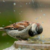 Telegram profile photo for صور من الصعب التقاطها