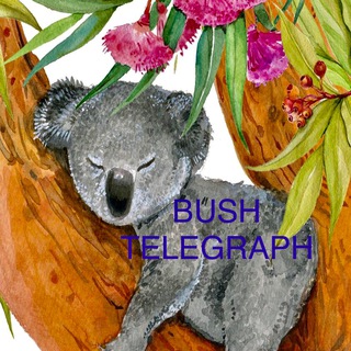 Telegram profile photo for Bush Telegraph